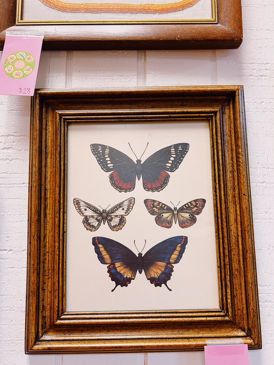 Butterfly Picture